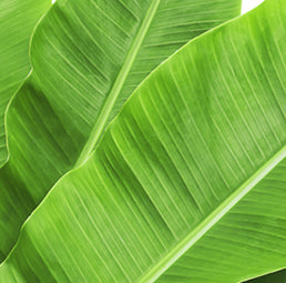 Banaba Leaf Extract
