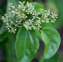 Insulina (Cissus Sicyoides) Leaf Extract