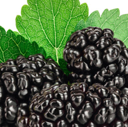 Proprietary Mulberry Leaf Extract Icon