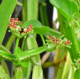 Veld Grape Stem Extract Icon
